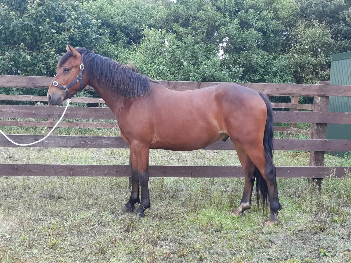 Connemara gelding - Image 2