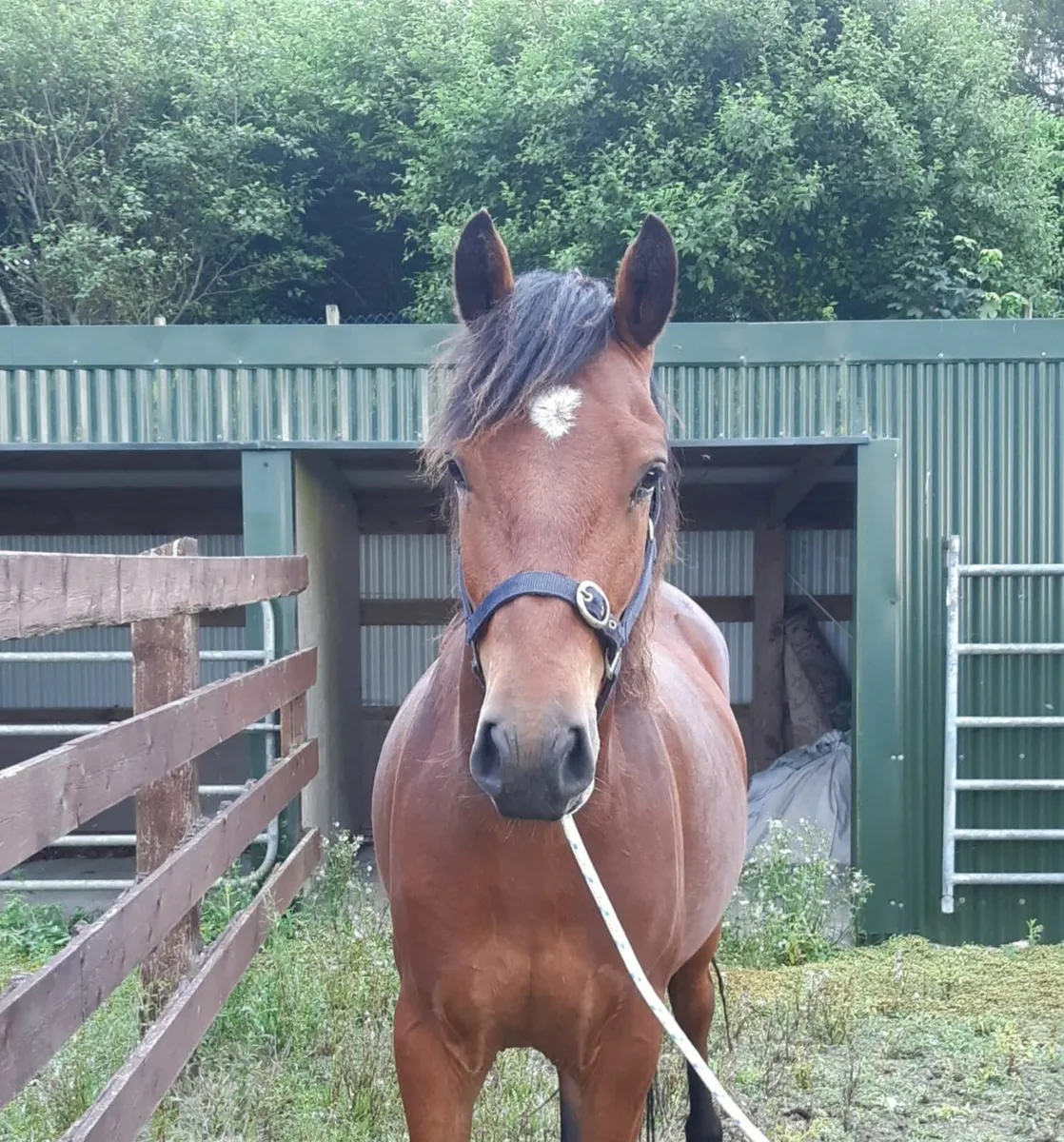 Connemara gelding - Image 3