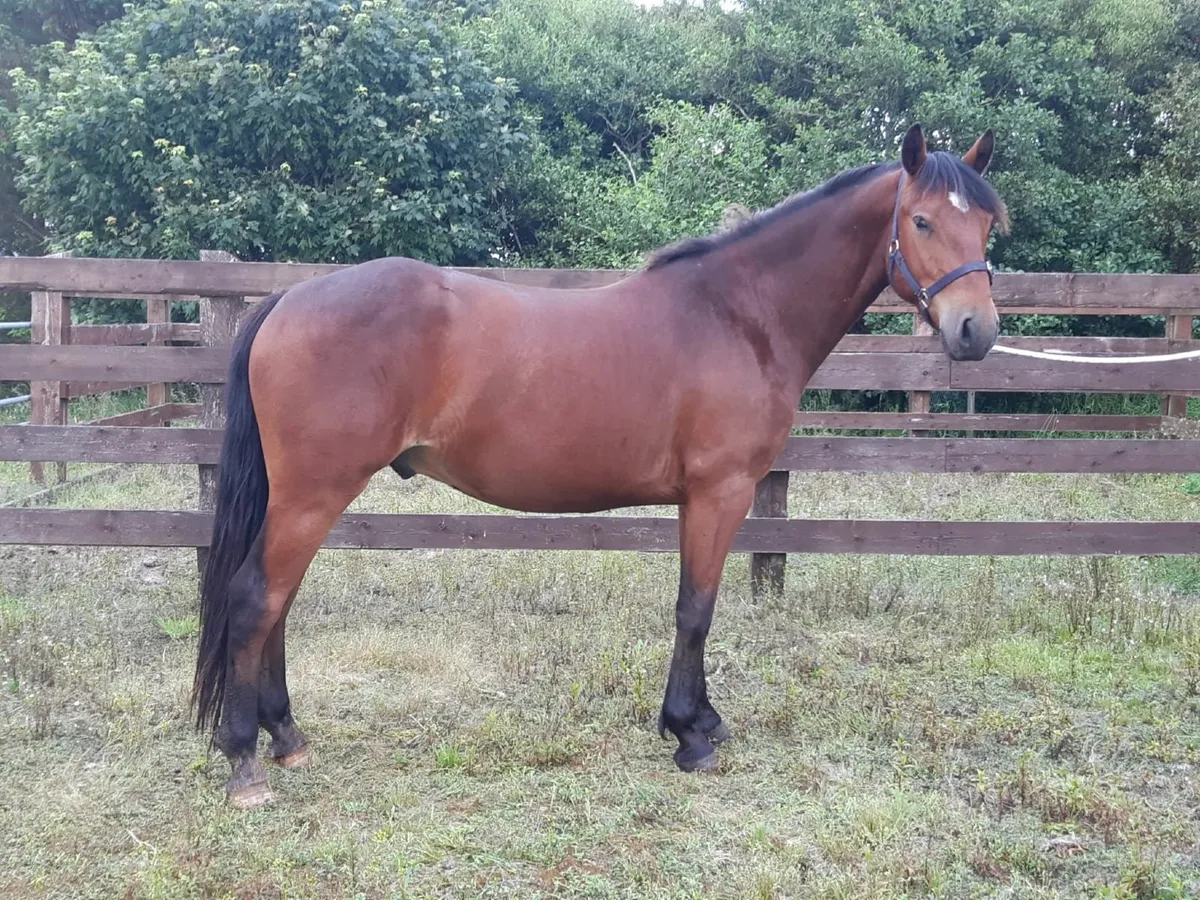 Connemara gelding - Image 4