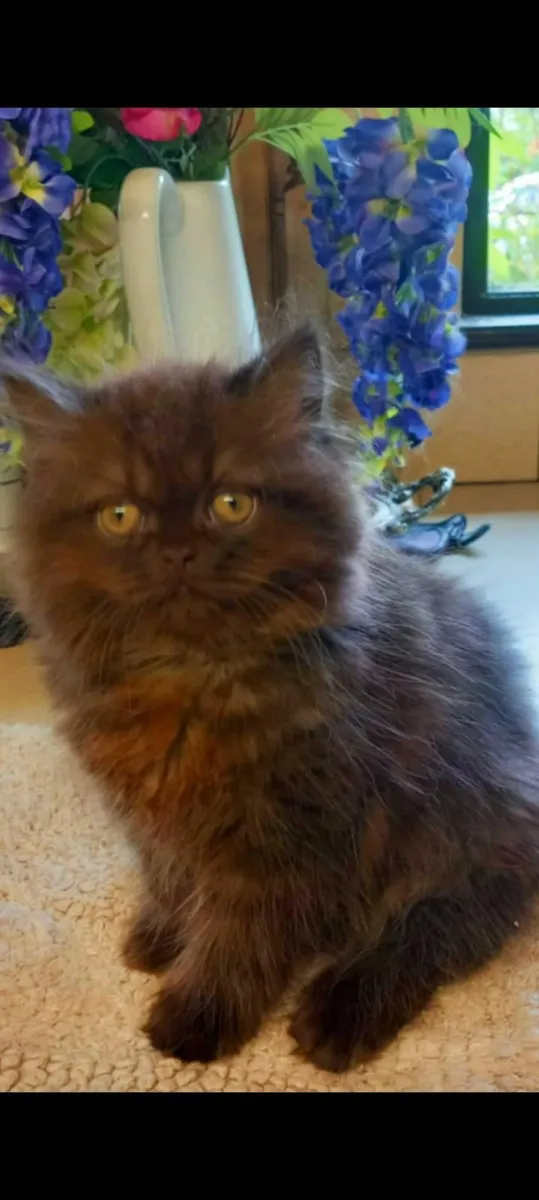 Stunning  Rare Brown Persian male kitten - Image 1