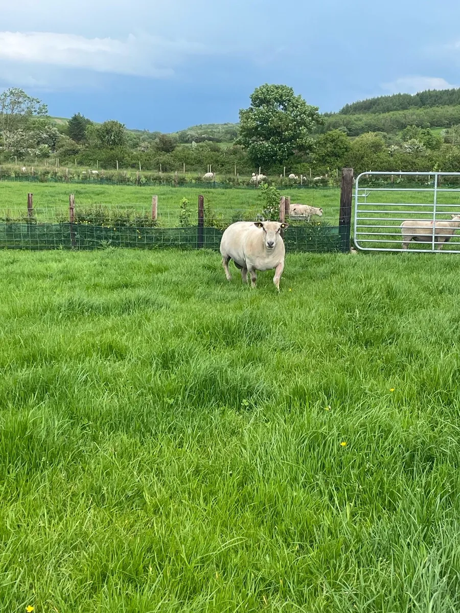Pedigree Charollais stock ram - Image 2