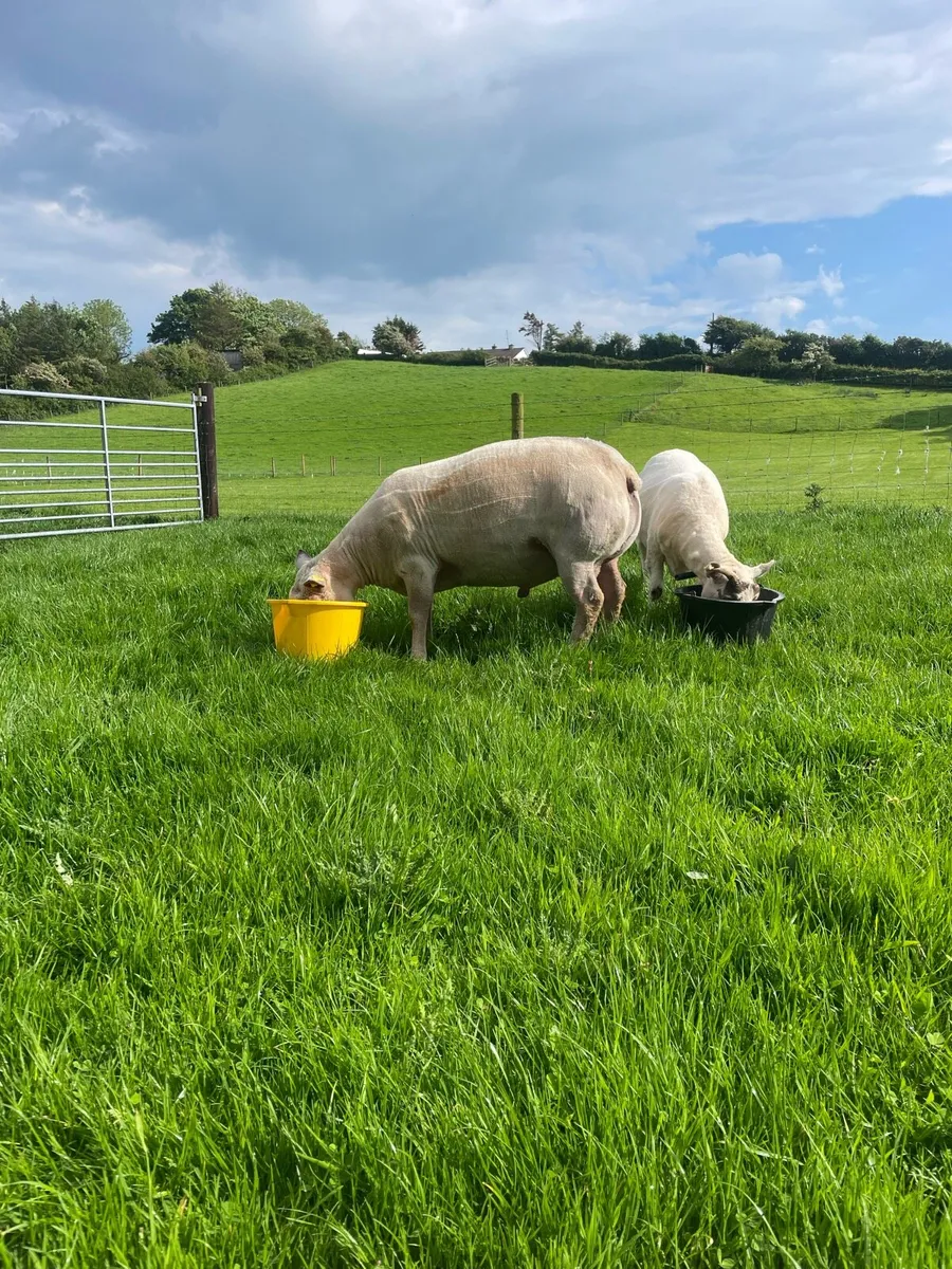 Pedigree Charollais stock ram - Image 3