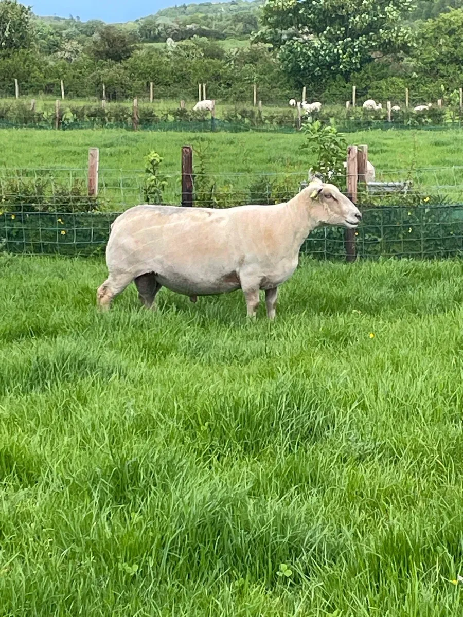 Pedigree Charollais stock ram - Image 1