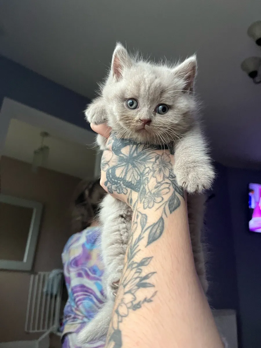 Lilac British shorthair kittens - Image 1