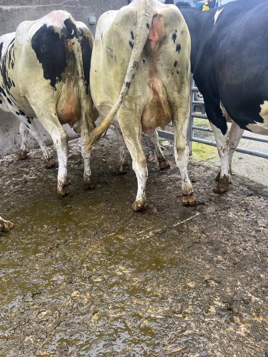 Dairy heifers - Image 1