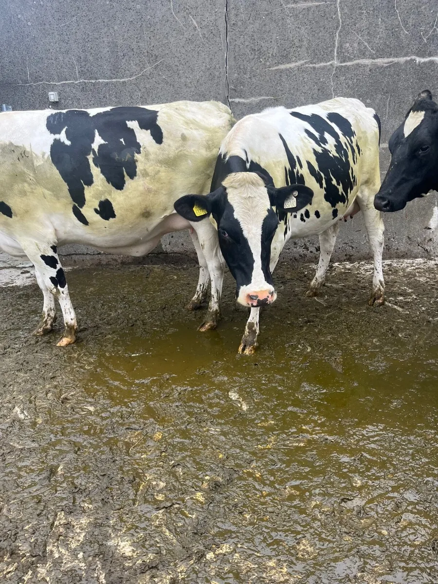 Dairy heifers - Image 2