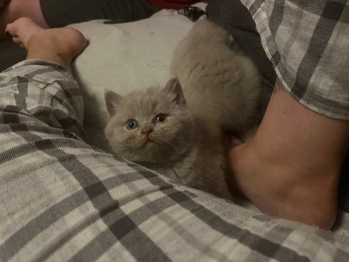 Lilac British shorthair kittens - Image 4
