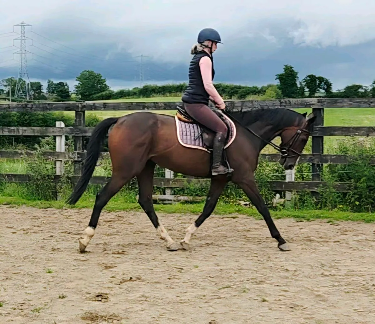 Rocky 16 5 year old rh2rh tb gelding - Image 1
