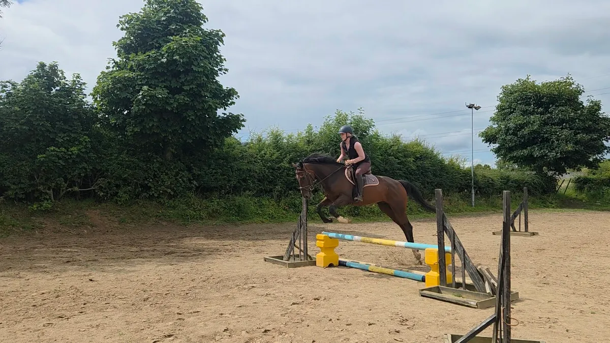 Rocky 16 5 year old rh2rh tb gelding - Image 2