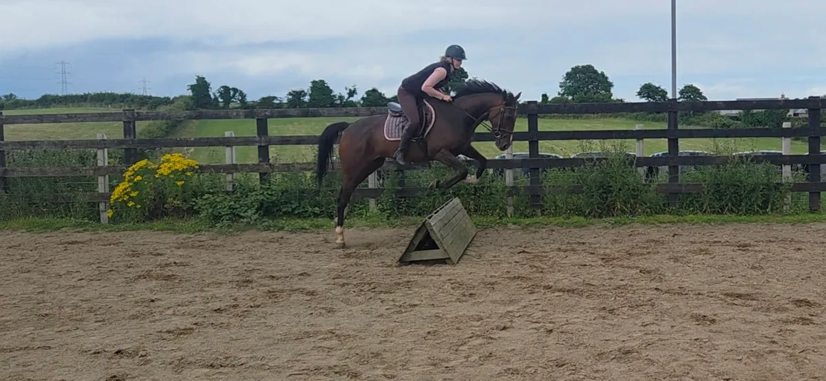 Rocky 16 5 year old rh2rh tb gelding - Image 3