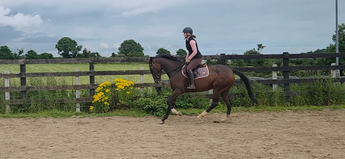 Rocky 16 5 year old rh2rh tb gelding - Image 4
