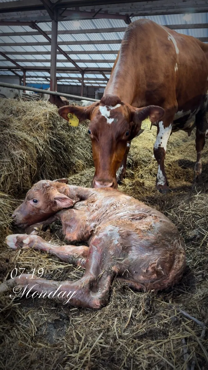 Calves - Image 1