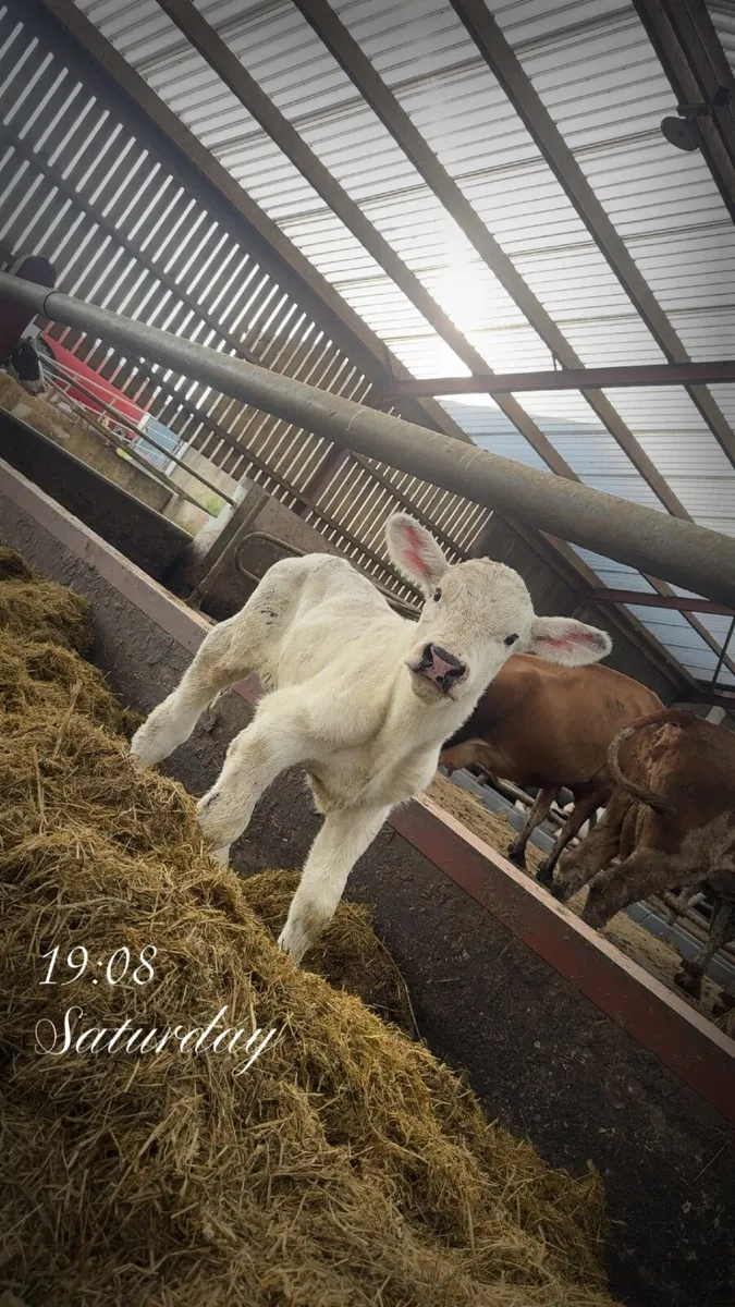 Calves - Image 2
