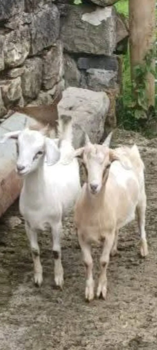 Pygmy kids - Image 1