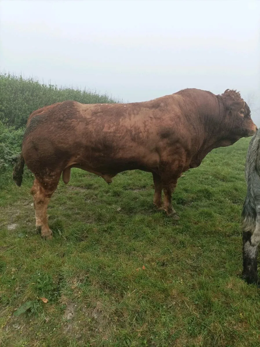 PBR limousine bull - Image 1