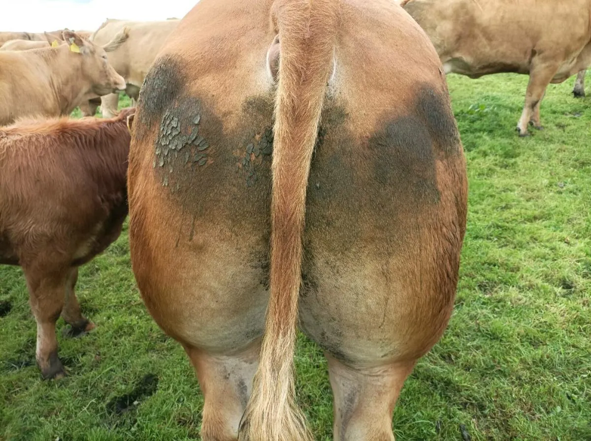 PBR limousine bull - Image 2