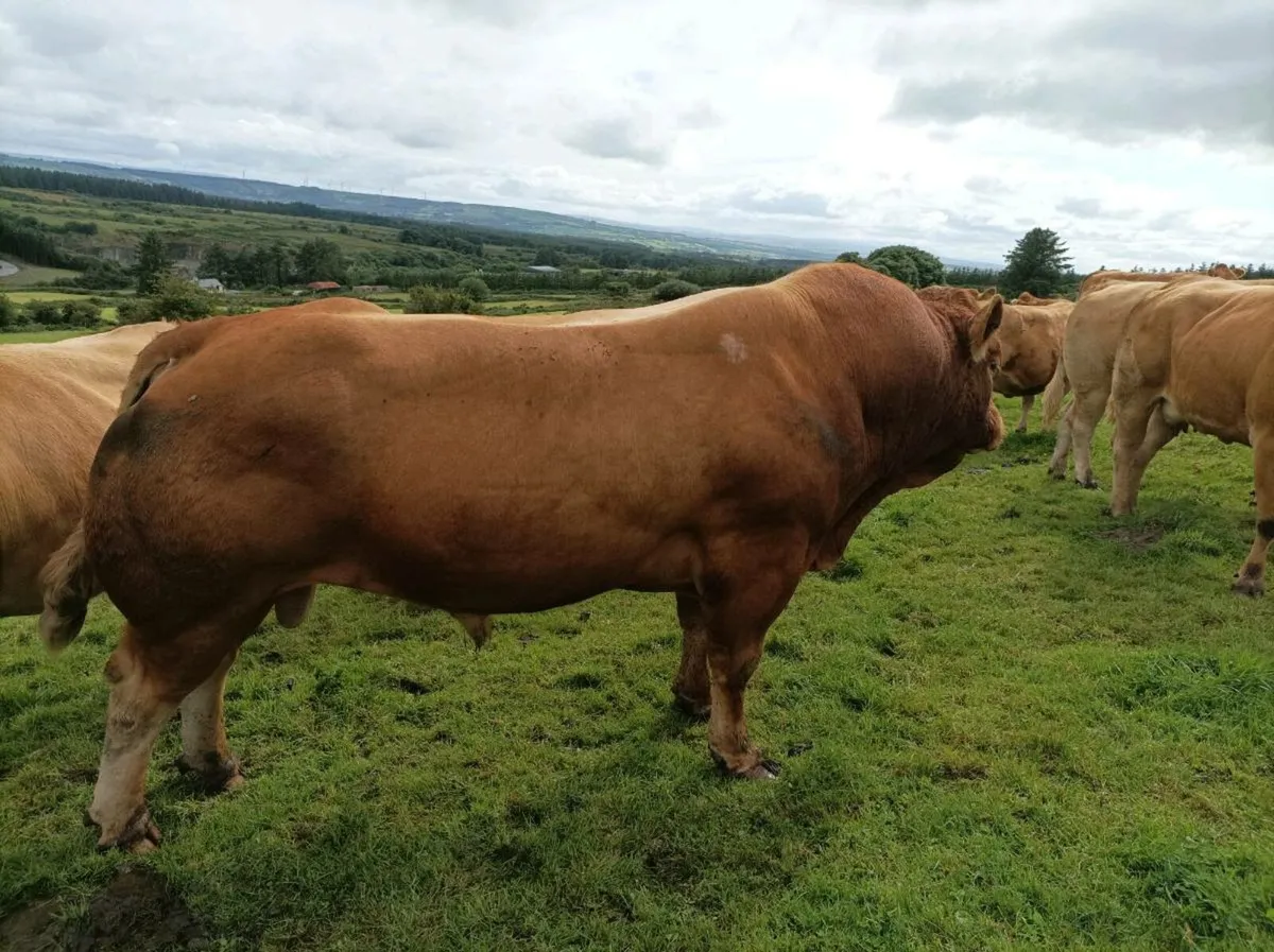 PBR limousine bull - Image 3