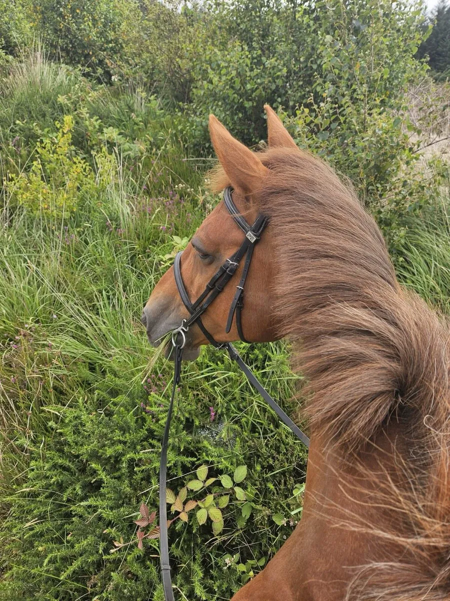 Lovely kind mare - Image 1