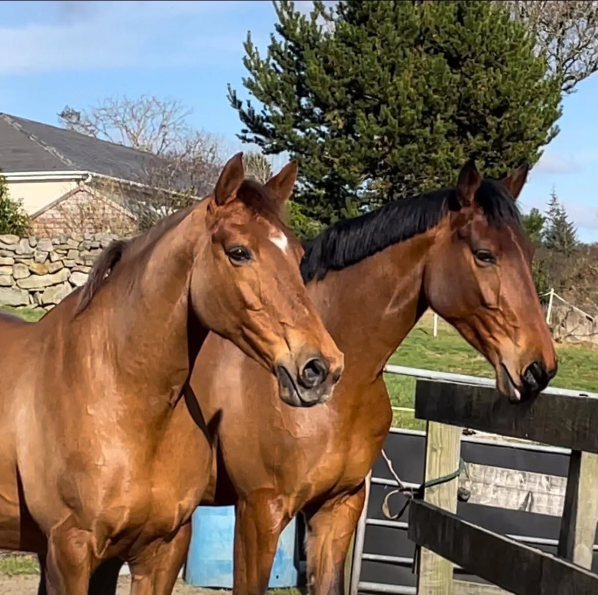 Lovely kind mare - Image 3