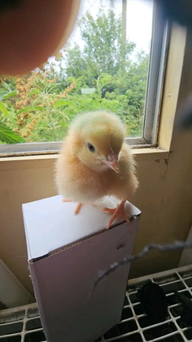 Day old chinkens /  pol hens / pekins hens - Image 1