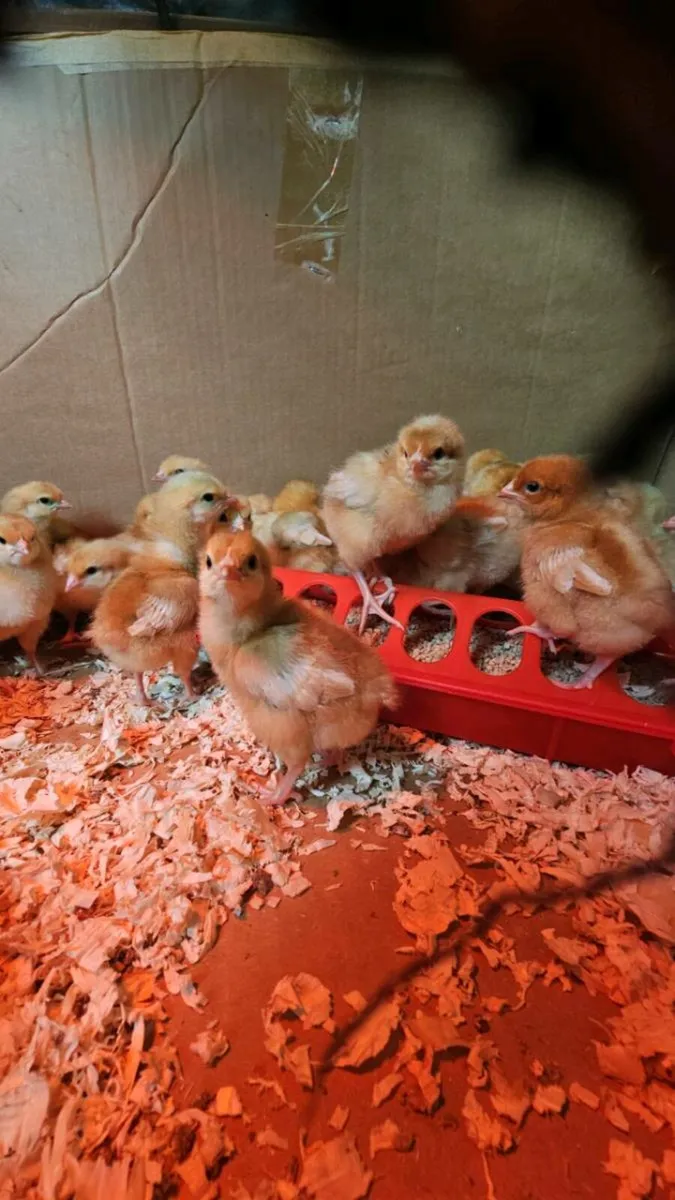Day old chinkens /  pol hens / pekins hens - Image 2