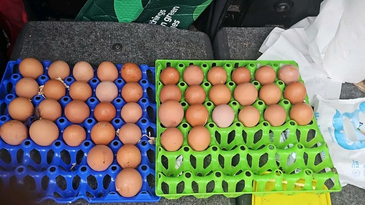 Day old chinkens /  pol hens / pekins hens - Image 3