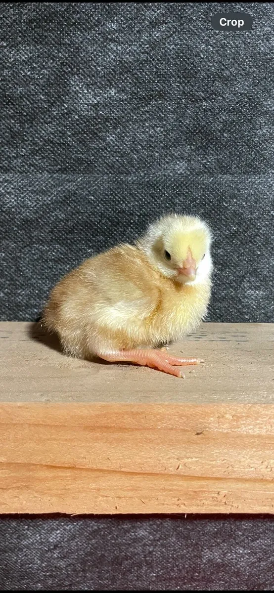 Day old chinkens /  pol hens / pekins hens - Image 4