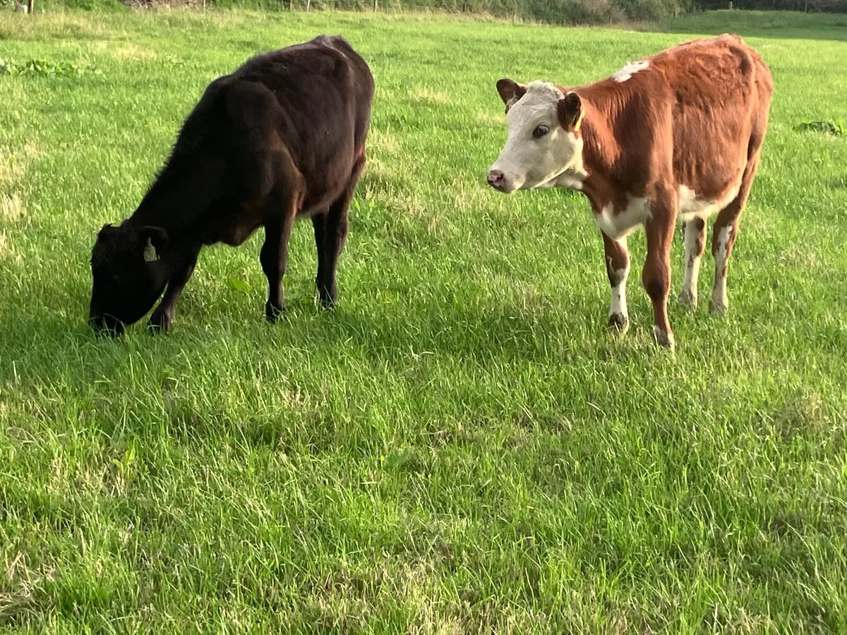 5 hereford & angus weanling heifers for sale - Image 2