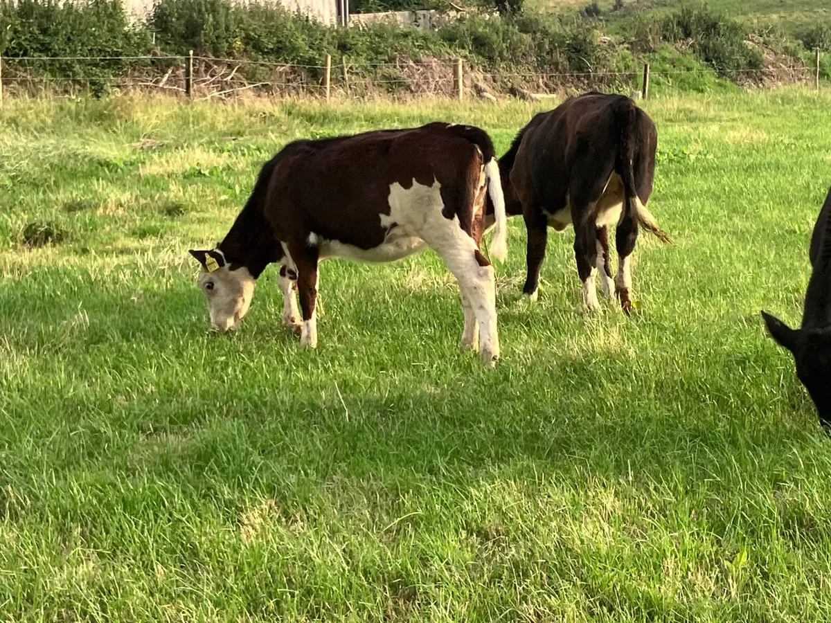 5 hereford & angus weanling heifers for sale - Image 3