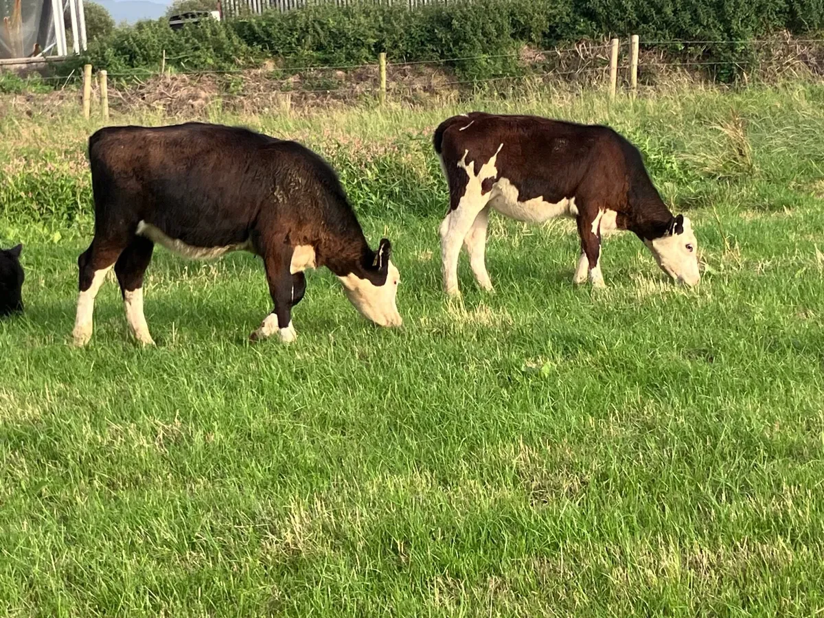 5 hereford & angus weanling heifers for sale - Image 4