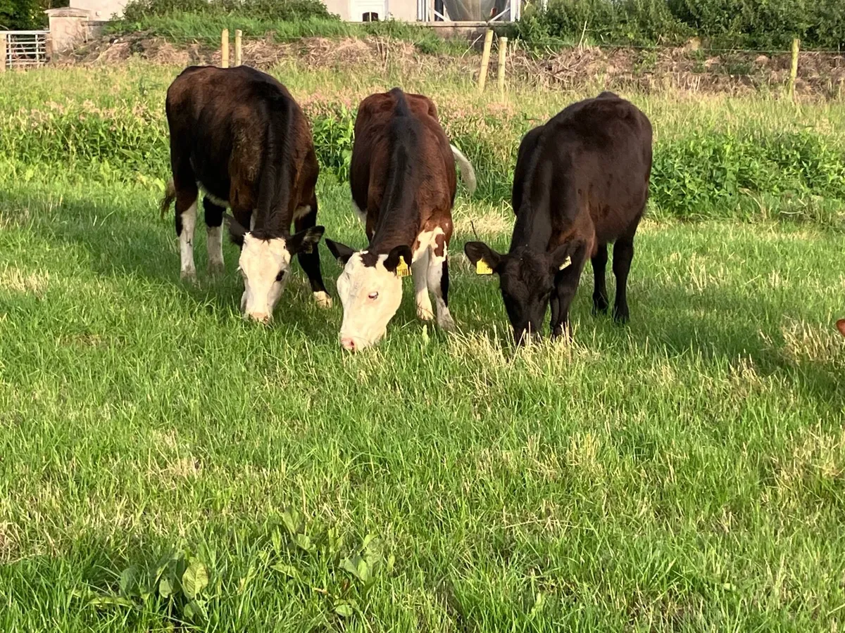 5 hereford & angus weanling heifers for sale - Image 1