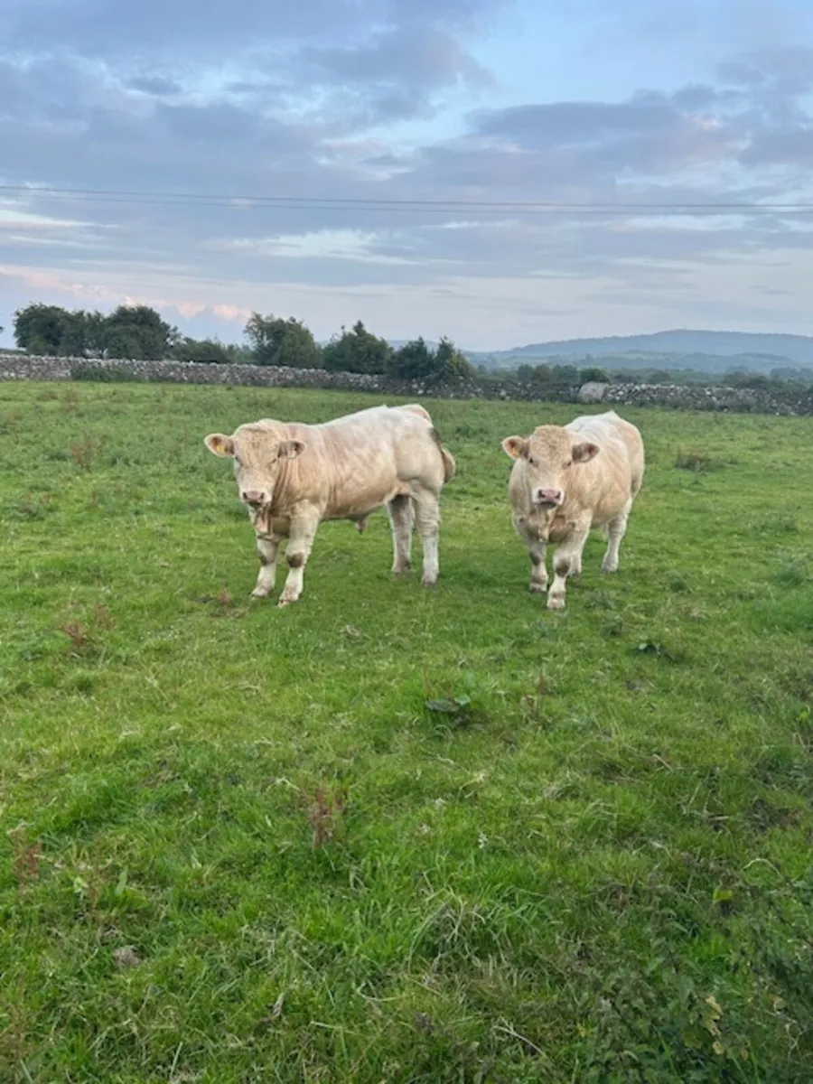 Easy calving 52  Charolais bull - Image 4