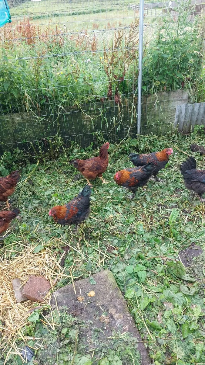 🐓 🐓  Rooster - Image 1