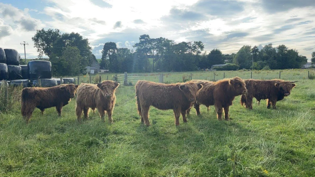 Purebred pedigree Highland cattle - Image 1