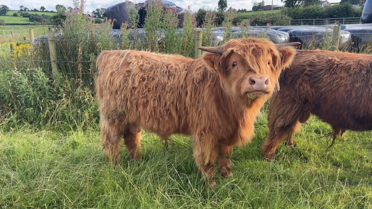 Purebred pedigree Highland cattle - Image 2