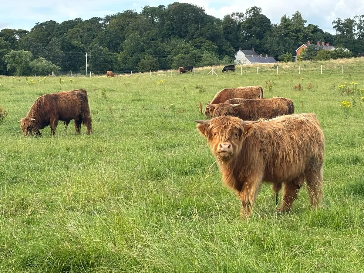 Purebred pedigree Highland cattle - Image 3