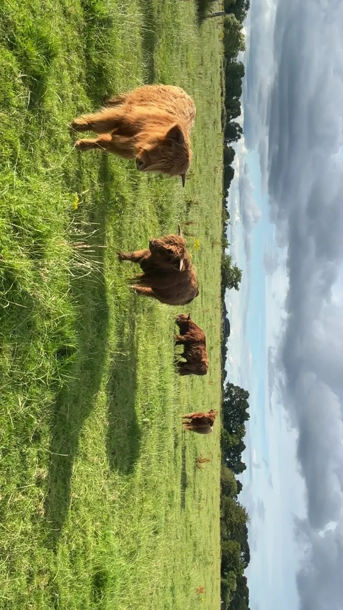 Purebred pedigree Highland cattle - Image 4