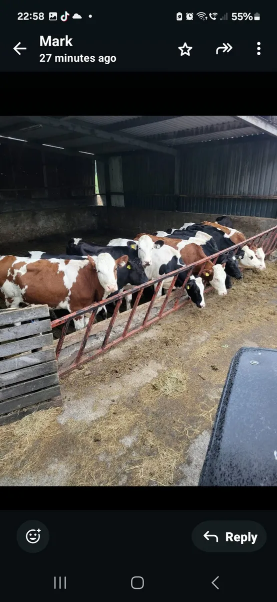 Heifers