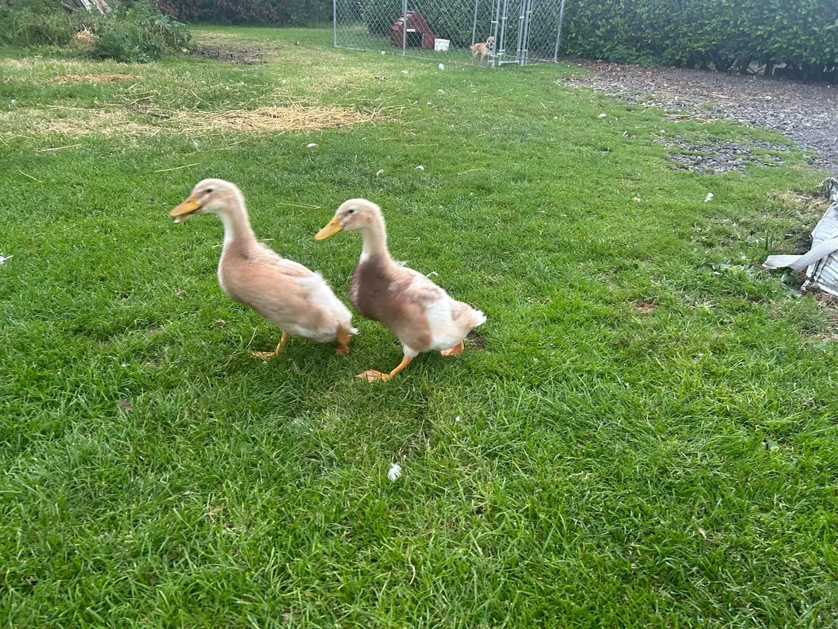 Ducks - Image 1
