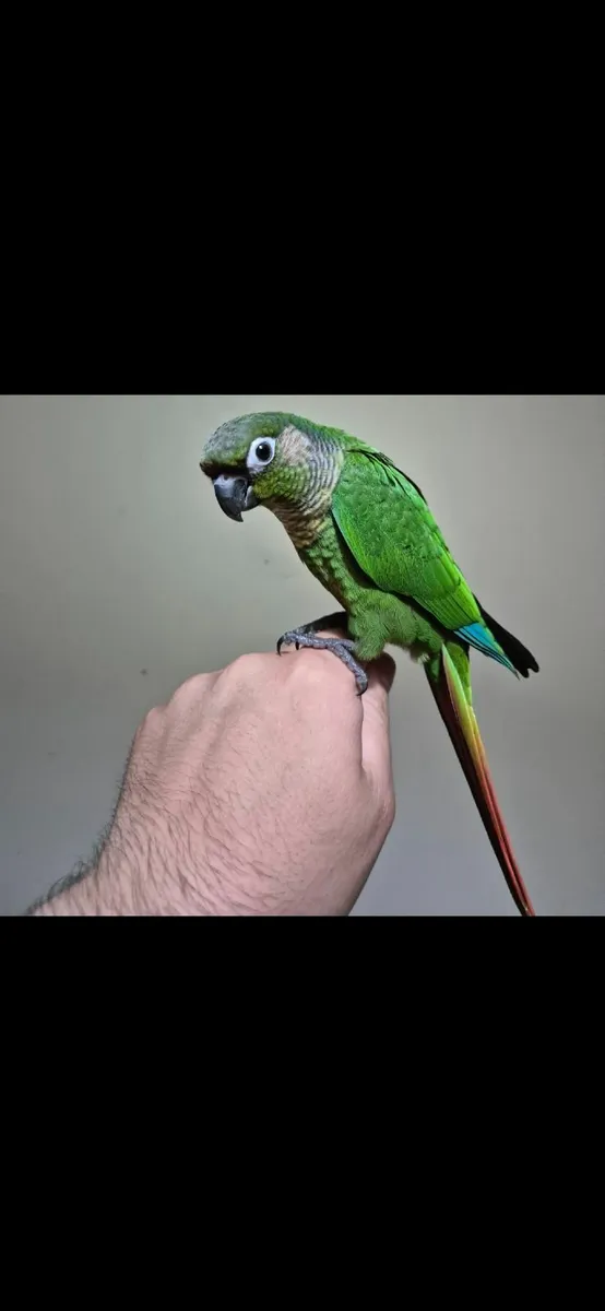 3 hand reared conures - Image 1