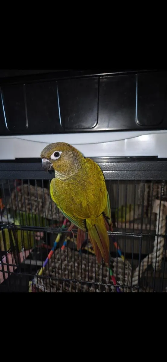 3 hand reared conures - Image 2