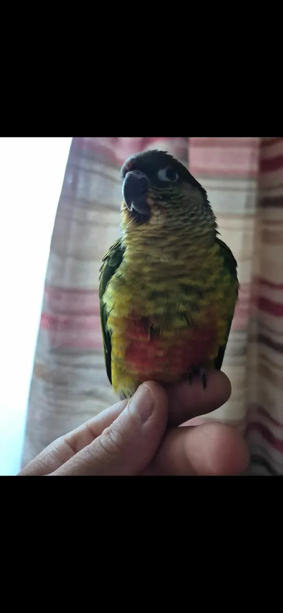 3 hand reared conures - Image 3