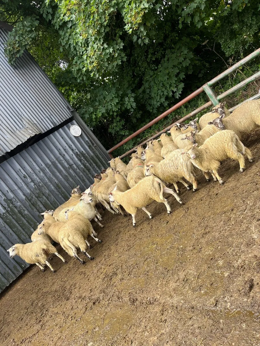 Hilltex ewe lambs - Image 3