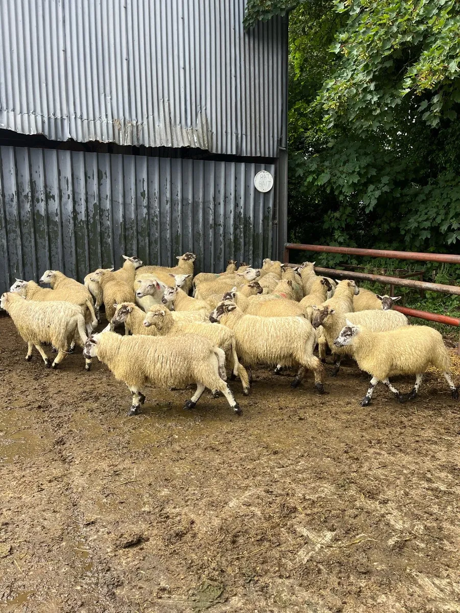 Hilltex ewe lambs - Image 1