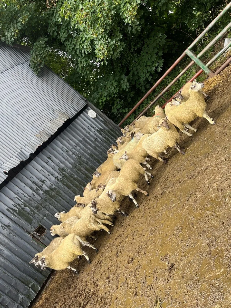 Hilltex ewe lambs - Image 2