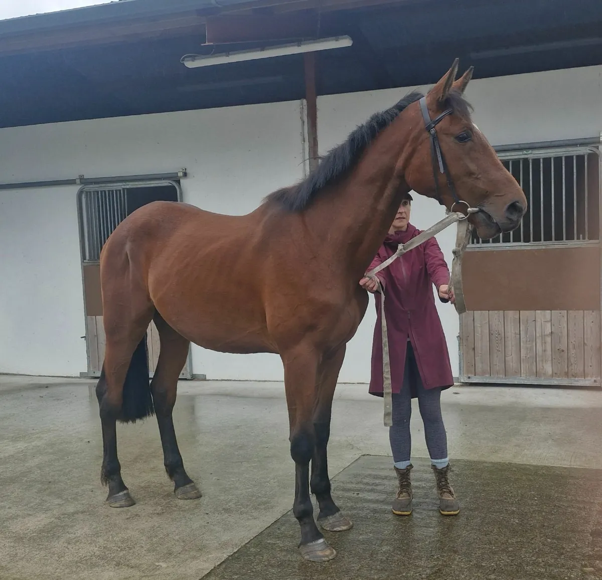 2 YO filly with potential - Image 2