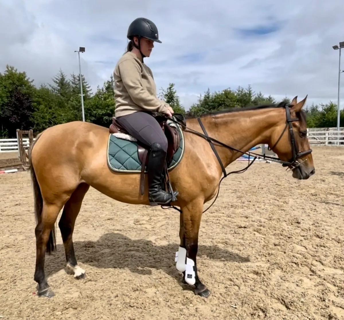 Golden Dun 4 yo mare - Image 1