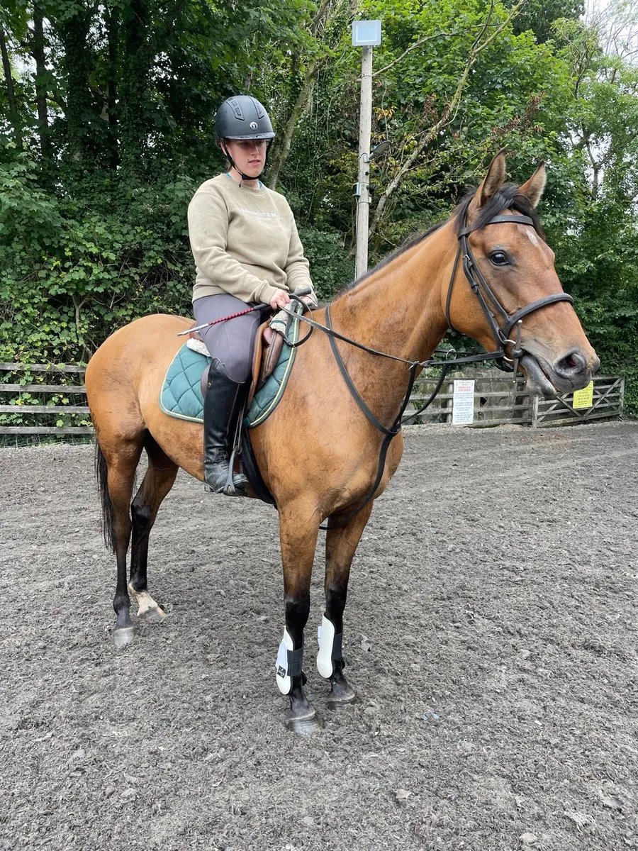 Golden Dun 4 yo mare - Image 4