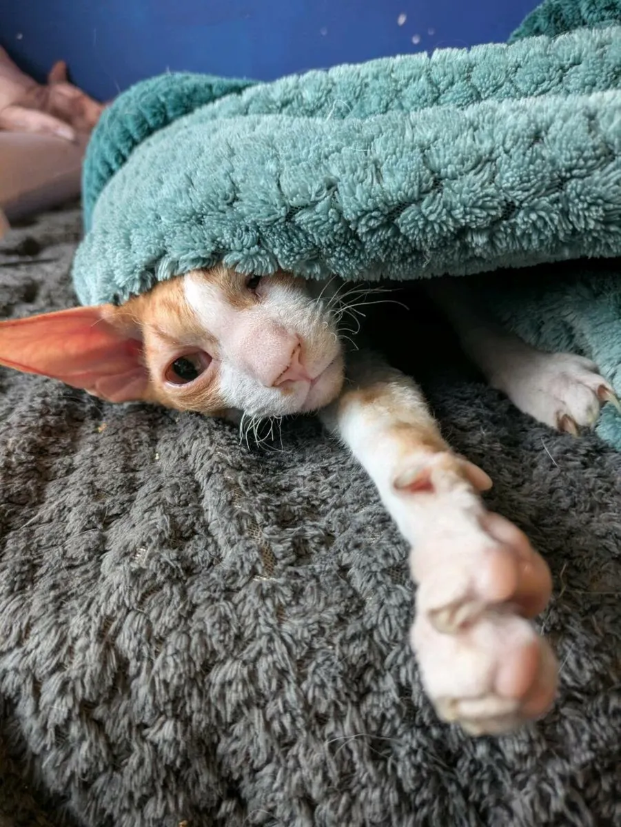 Cat - Image 1