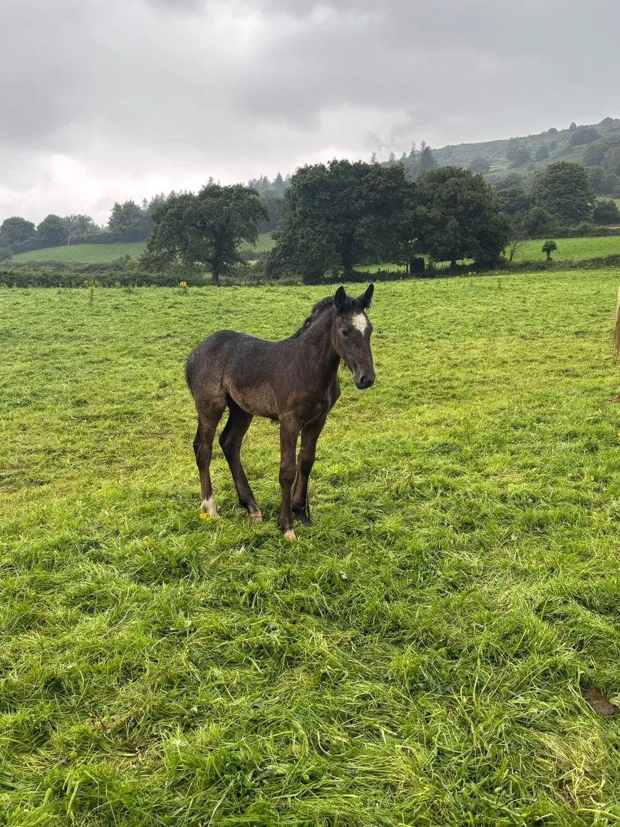 Filly foal - Image 1